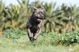 CANE CORSO 400